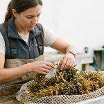 The Great Atlantic Sargassum Belt Challenge