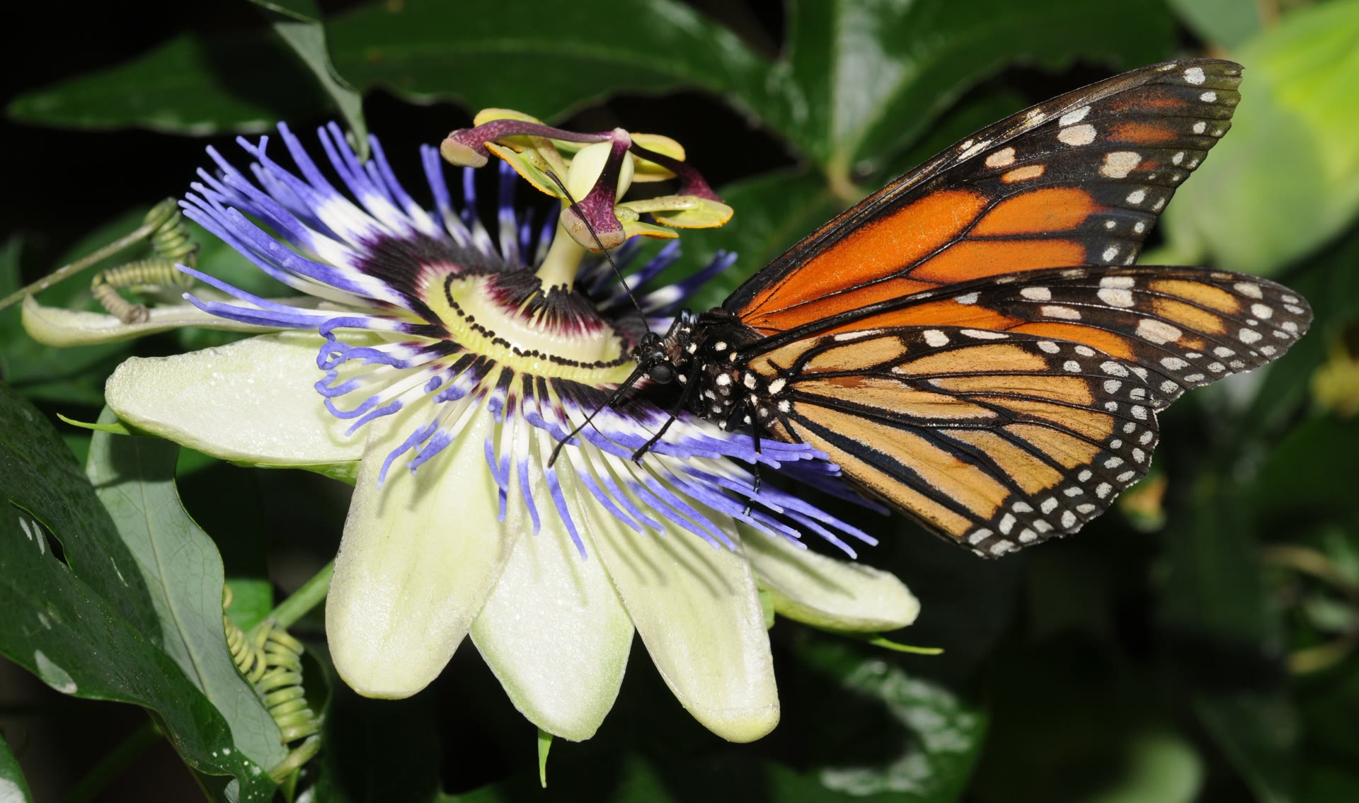 Danaus plexippus (7)